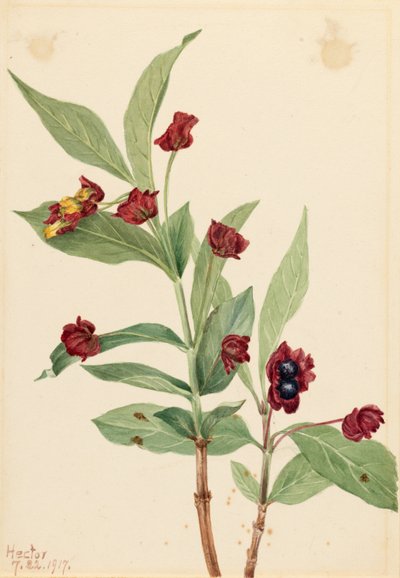 Zimolez medvědí (Lonicera involucrata) od Mary Vaux Walcott