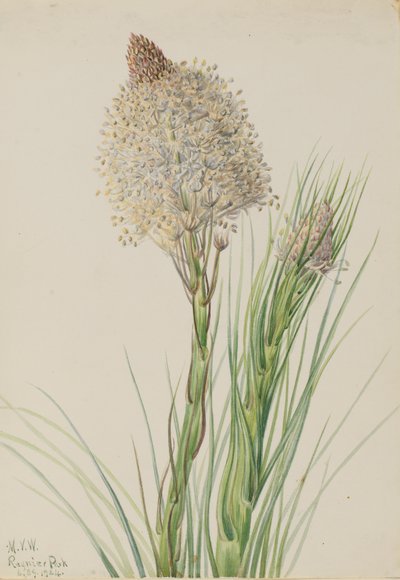 Beargrass Xerophyllum tenax, 1924. od Mary Vaux Walcott