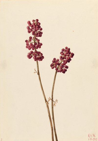 Krásnoplodka (Callicarpa americana) od Mary Vaux Walcott