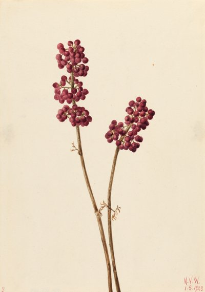 Beauty Berry Callicarpa americana, 1923. od Mary Vaux Walcott