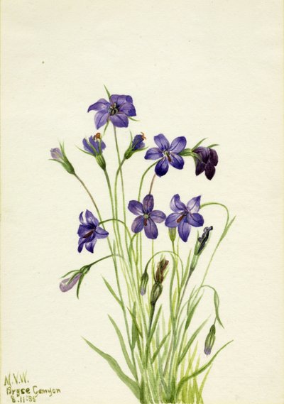 Zvonek (Campanula) od Mary Vaux Walcott