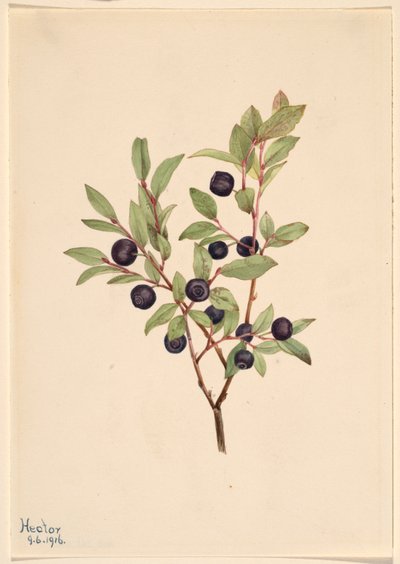 Velká borůvka (Vaccinium membranaceum) od Mary Vaux Walcott
