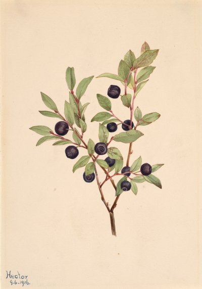 Velká borůvka Vaccinium membranaceum, 1916. od Mary Vaux Walcott