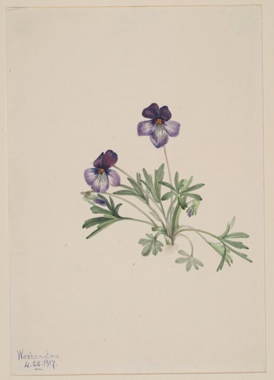 Fialka ptačí (Viola pedata) od Mary Vaux Walcott