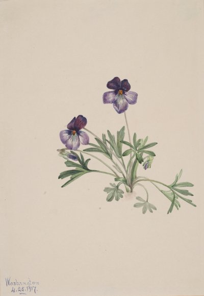 Ptačí violka Viola pedata, 1917. od Mary Vaux Walcott
