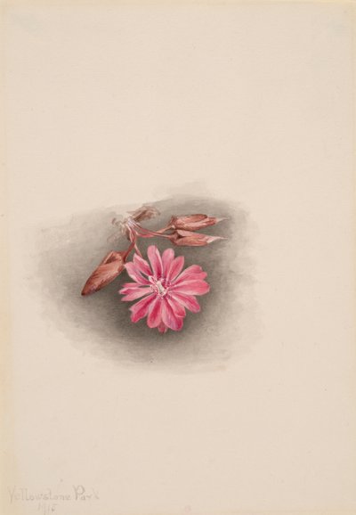Bitterroot Lewisia redivivia, 1915. od Mary Vaux Walcott