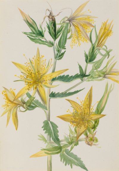 Planoucí hvězda Mentzelia laevicaulis, ca. 30. léta 20. století. od Mary Vaux Walcott