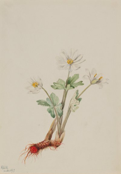 Krvavý kořen (Sanguinaria canadensis) od Mary Vaux Walcott