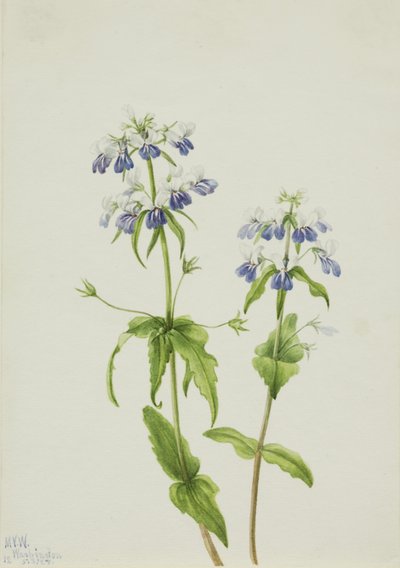 Modrooká Mary (Collinsia verna) od Mary Vaux Walcott