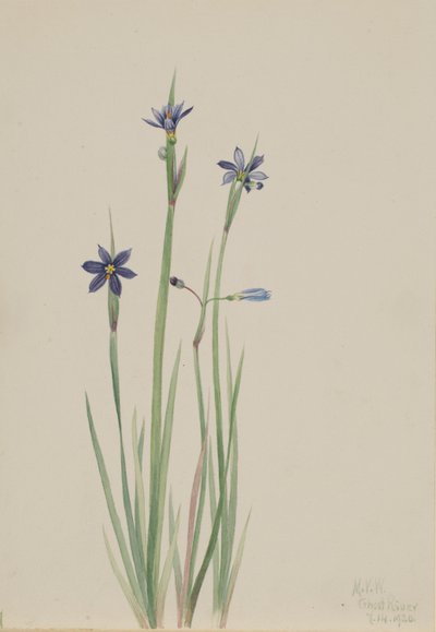 Modroočka úzkolistá (Sisyrinchium angustifolium) od Mary Vaux Walcott