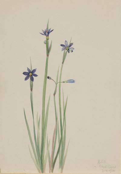 Modroočka Sisyrinchium angustifolium, 1920. od Mary Vaux Walcott