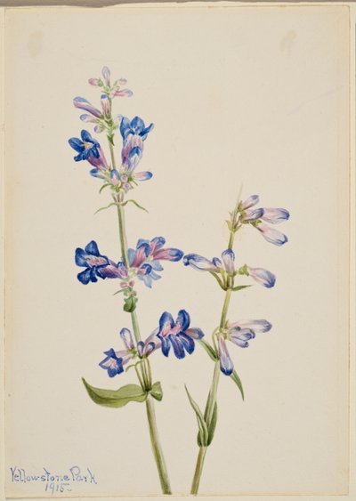 Modrý vousatý jazyk (Pentstemon) od Mary Vaux Walcott