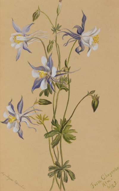 Modrá kolumbie (Aquilegia caerulea) od Mary Vaux Walcott