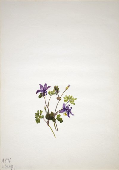 Modrá kolumbie (Aquilegia saximontana) od Mary Vaux Walcott