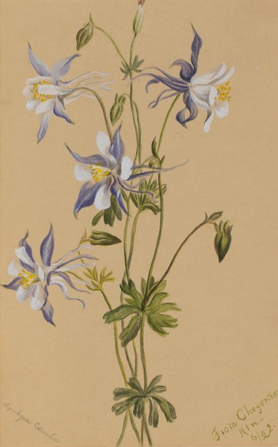 Blue Columbine Aquilegia caerulea, 1922 od Mary Vaux Walcott