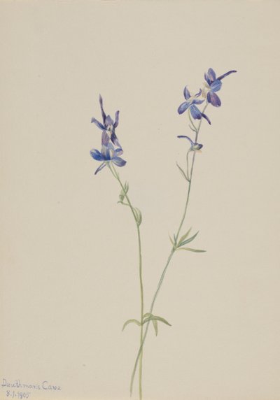 Blue Larkspur Delphinium nuttallianum, 1905. od Mary Vaux Walcott