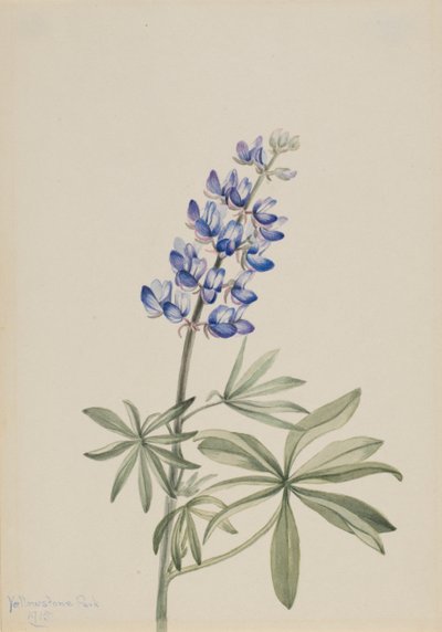 Modrá vlčí bob Lupinus argenteus, 1915. od Mary Vaux Walcott
