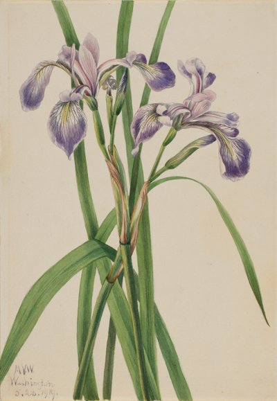 Modrá vlajka Iris Iris versicolor, 1919. od Mary Vaux Walcott