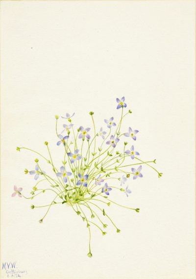 Modřence (Houstonia serpyllifolia) od Mary Vaux Walcott