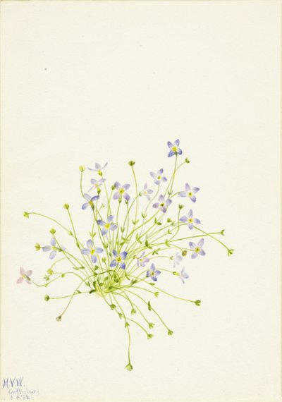 Bluets Houstonia serpyllifolia, 1934. od Mary Vaux Walcott