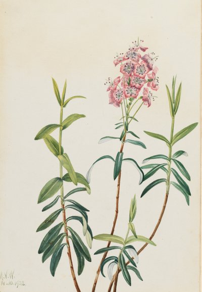 Bog Kalmia Kalmia polifolia, 1922. od Mary Vaux Walcott
