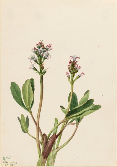 Bogbean (Menyanthes trifoliata) od Mary Vaux Walcott