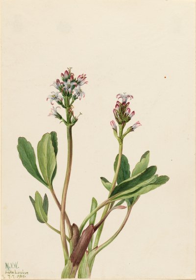 Bogbean Menyanthes trifoliata, 1925. od Mary Vaux Walcott