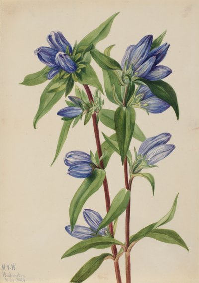 Hořec lahvový (Gentiana saponaria) od Mary Vaux Walcott
