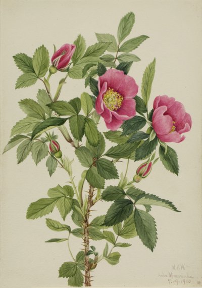 Bourgeau Rose Rosa Bourgeauiana, 1920. od Mary Vaux Walcott