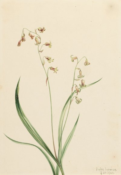 Bronzebells of Western Stenanthium, 1906. od Mary Vaux Walcott