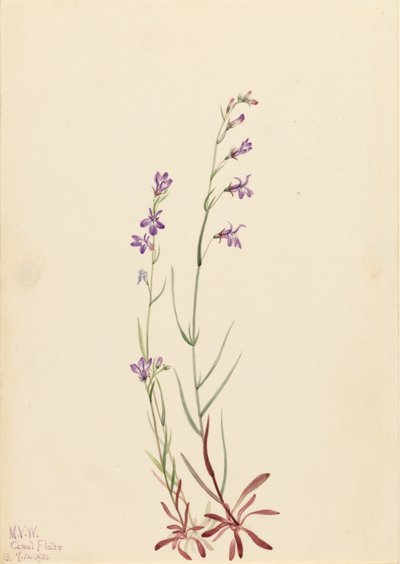 Lobelka potoční (Lobelia kalmii) od Mary Vaux Walcott