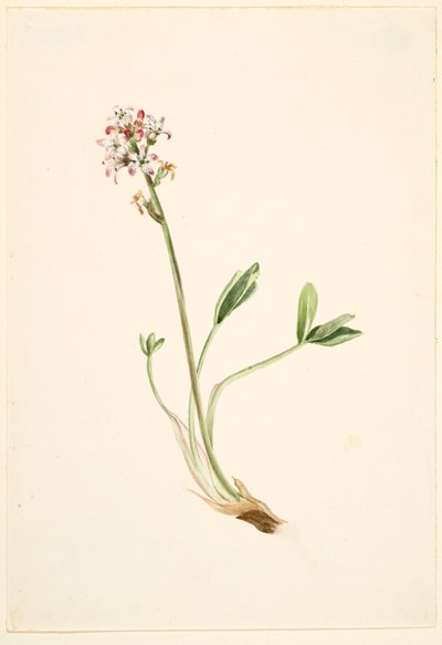 Buckbean (Menyanthes trifoliata) od Mary Vaux Walcott