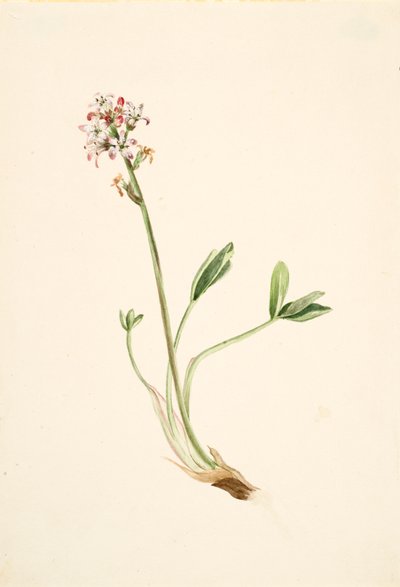 Buckbean Menyanthes trifoliata, ca. 1900-1920. od Mary Vaux Walcott