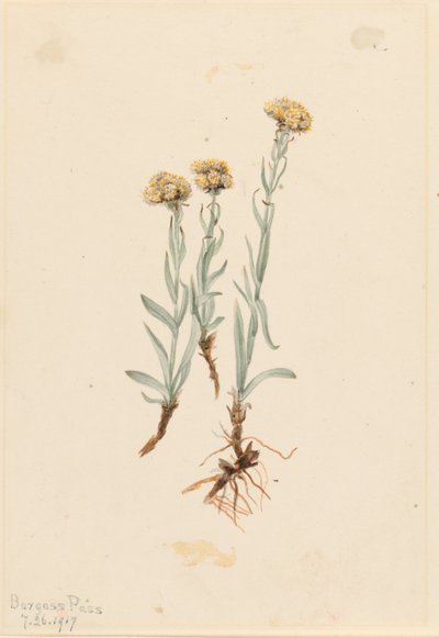 Kočkodan buffův (Antennaria luzuloides) od Mary Vaux Walcott