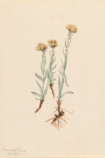 Buff Pussytoes Antennaria luzuloides, 1917. od Mary Vaux Walcott