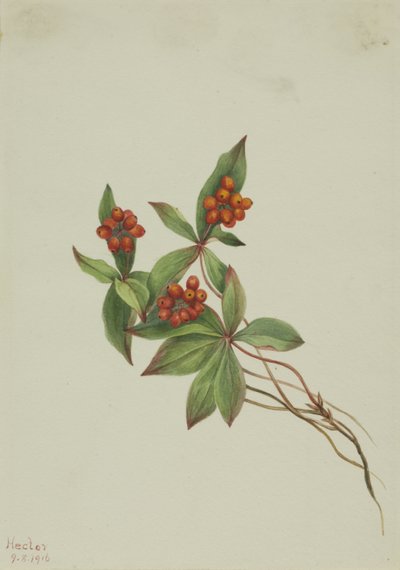 Strapka Cornus canadensis, 1916 od Mary Vaux Walcott