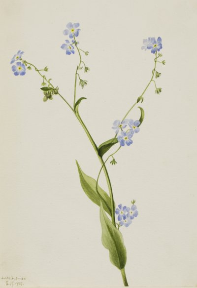 Bur-forget-me-not Lappula diffusa, 1903. od Mary Vaux Walcott