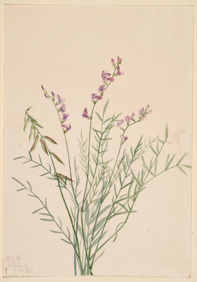 Kozinec bourgovský (Astragalus bourgovii) od Mary Vaux Walcott