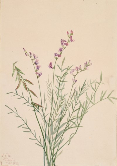 Burgess Milkvetch Astragalus bourgovii, 1922. od Mary Vaux Walcott