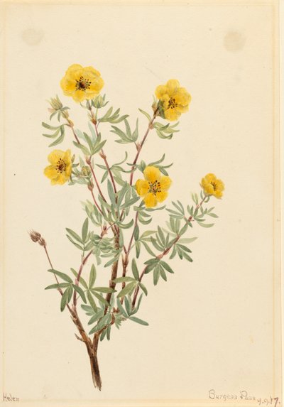 Mochna keřová Potentilla fruticosa, 1917. od Mary Vaux Walcott