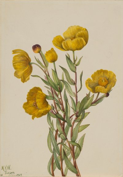 Křovinořez (Dendromecon rigidum) od Mary Vaux Walcott