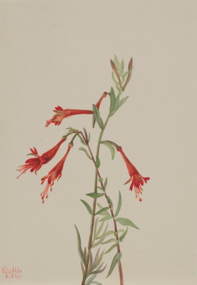 Kalifornie Fuschia Zauschneria californica, 1936. od Mary Vaux Walcott