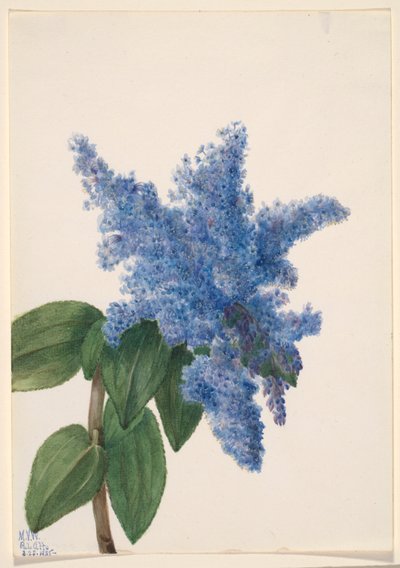 Kalifornský šeřík (Ceanothus thyrsiflorus) od Mary Vaux Walcott