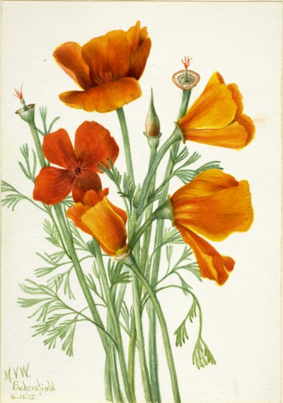 California Poppy Eschscholtzia californica, 1935. od Mary Vaux Walcott