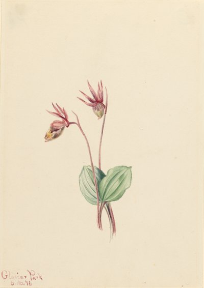 Calypso (Cytherea bulbosa) od Mary Vaux Walcott