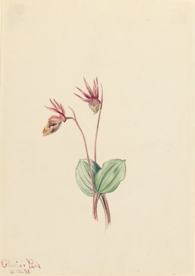 Calypso Cytherea bulbosa, 1916. od Mary Vaux Walcott