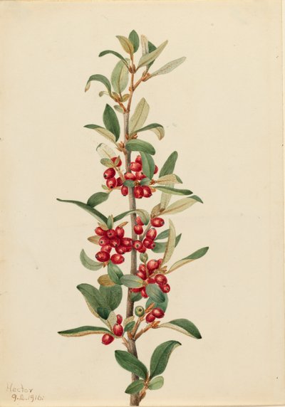 Kanadský buvol Lepargyrea canadensis, 1916. od Mary Vaux Walcott