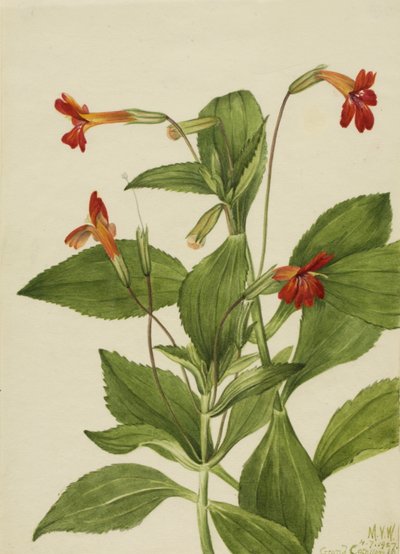Kardinální opičí květ Mimulus cardinalis, 1927. od Mary Vaux Walcott