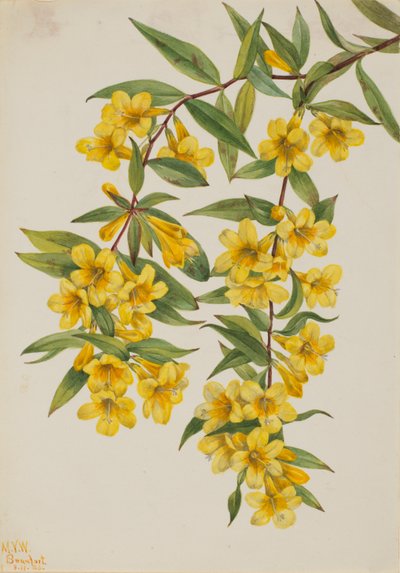 Jessamine Carolina (Gelsemium sempervirens) od Mary Vaux Walcott