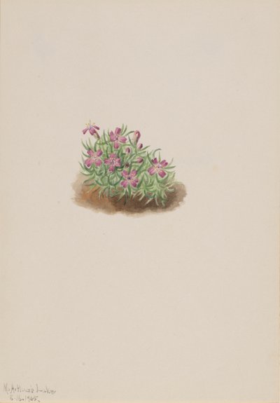 Koberec Pink Silene acaulis, 1905. od Mary Vaux Walcott